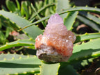 Natural Spirit Amethyst Clusters x 20 From Boekenhouthoek, South Africa