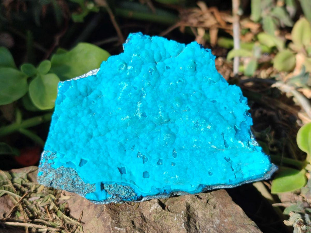 Natural Botryoidal Chrysocolla Specimens x 11 From Kulukuluku, Congo