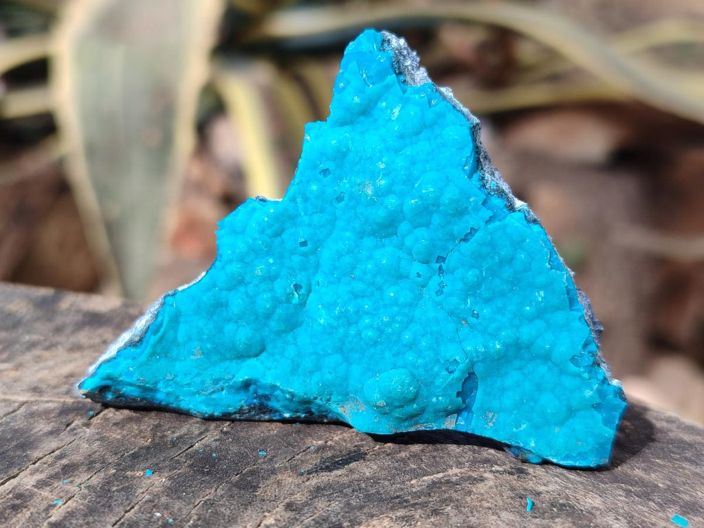 Natural Botryoidal Chrysocolla Specimens x 11 From Kulukuluku, Congo
