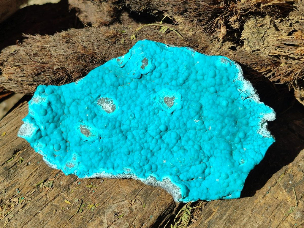 Natural Botryoidal Chrysocolla Specimens x 11 From Kulukuluku, Congo