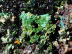 Natural Large Cabinet Sized Crystalline Libethenite Specimen on Dolomite Matrix x 1 From Shituru, Congo - Toprock Gemstones and Minerals 