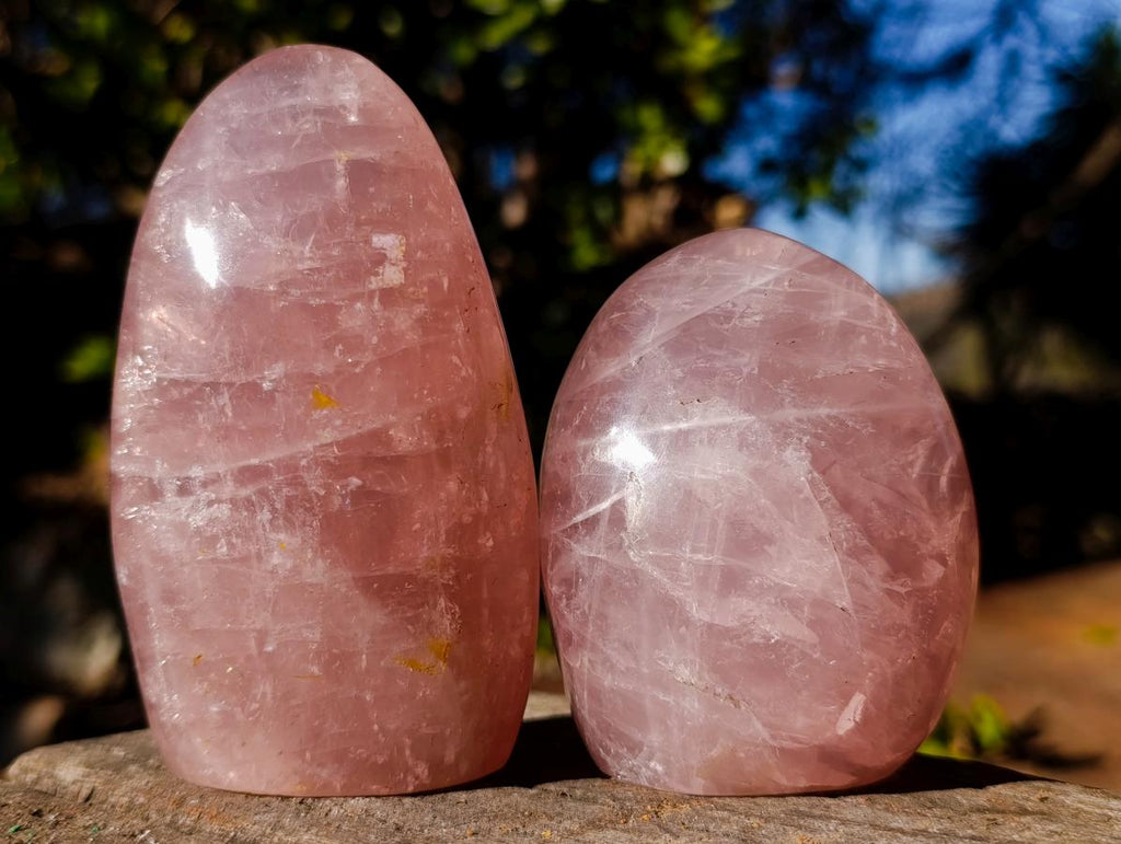 Polished Gemmy Rose Quartz Standing Display Pieces x 6 From Madagascar - Toprock Gemstones and Minerals 