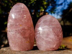 Polished Gemmy Rose Quartz Standing Display Pieces x 6 From Madagascar - Toprock Gemstones and Minerals 