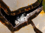 Polished and Natural Large Septerye Sauvage Display Crystal x 1 From Mahajanga, Madagascar - Toprock Gemstones and Minerals 