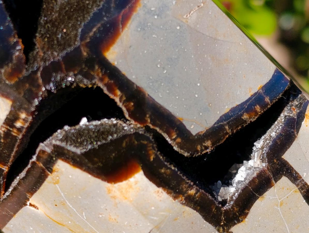 Polished and Natural Large Septerye Sauvage Display Crystal x 1 From Mahajanga, Madagascar - Toprock Gemstones and Minerals 