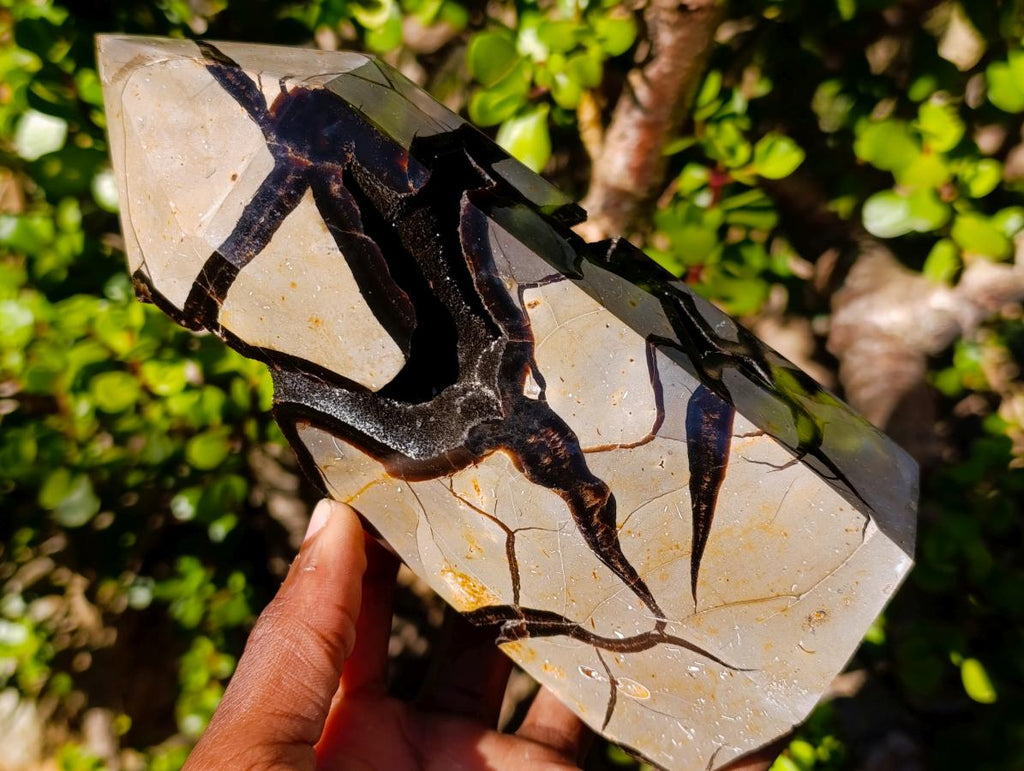 Polished and Natural Large Septerye Sauvage Display Crystal x 1 From Mahajanga, Madagascar - Toprock Gemstones and Minerals 