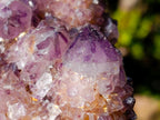 Natural Large Spirit Ametrine Clusters x 6 From Boekenhouthoek, South Africa - Toprock Gemstones and Minerals 