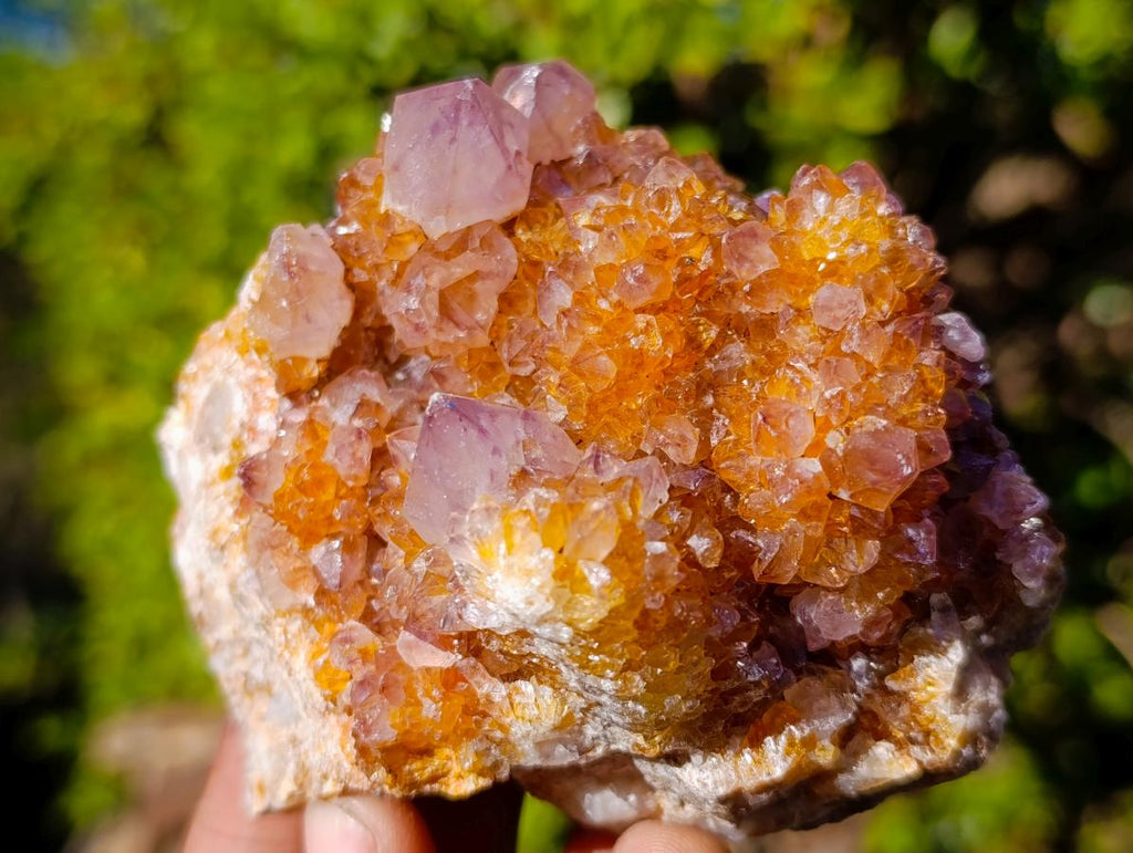 Natural Large Spirit Ametrine Clusters x 6 From Boekenhouthoek, South Africa - Toprock Gemstones and Minerals 