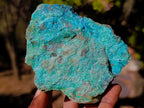 Natural Cobbed Shattuckite Specimens x 6 From Kaokoveld, Namibia - Toprock Gemstones and Minerals 