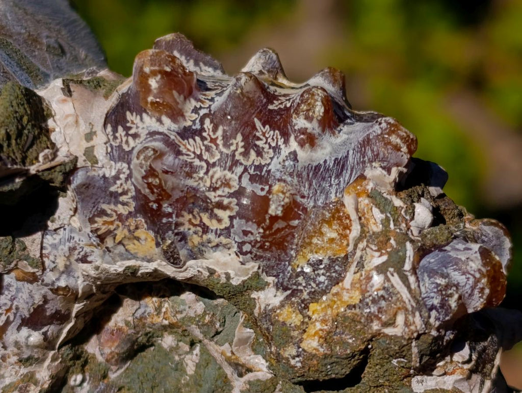 Natural Douvilleiceras Ammolite Ammonite Fossils x 3 From Maintirano, Madagascar - Toprock Gemstones and Minerals 