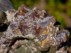 Natural Douvilleiceras Ammolite Ammonite Fossils x 3 From Maintirano, Madagascar - Toprock Gemstones and Minerals 