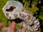 Natural Douvilleiceras Ammolite Ammonite Fossils x 3 From Maintirano, Madagascar - Toprock Gemstones and Minerals 
