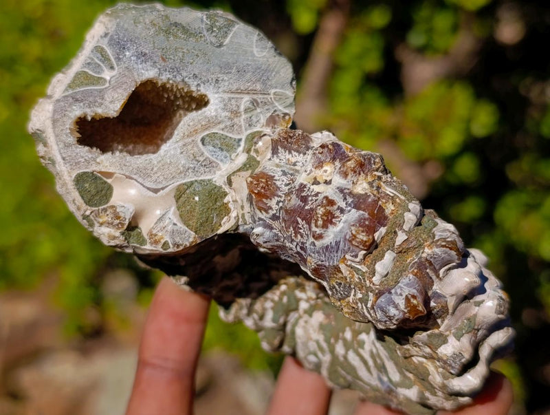Natural Douvilleiceras Ammolite Ammonite Fossils x 3 From Maintirano, Madagascar - Toprock Gemstones and Minerals 