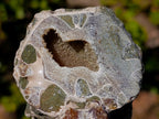 Natural Douvilleiceras Ammolite Ammonite Fossils x 3 From Maintirano, Madagascar - Toprock Gemstones and Minerals 