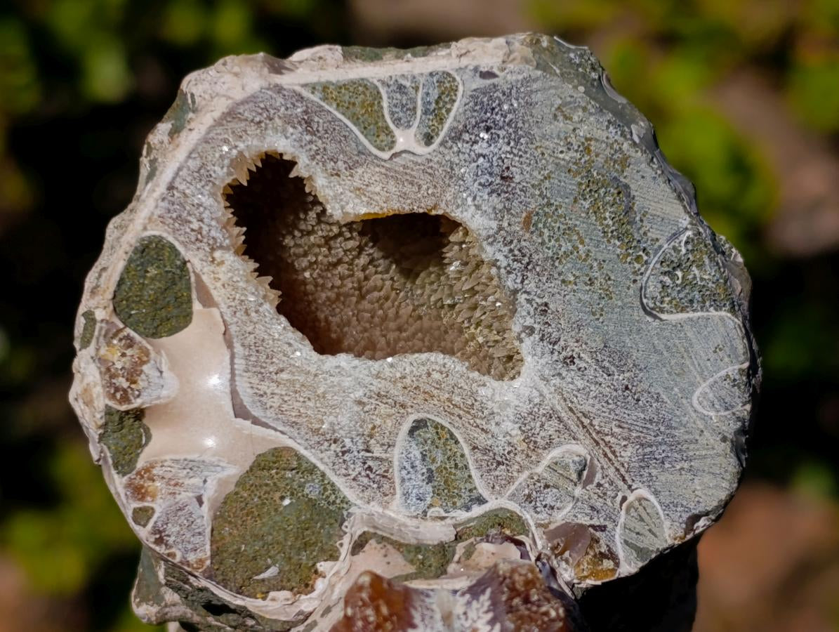Natural Douvilleiceras Ammolite Ammonite Fossils x 3 From Maintirano, Madagascar - Toprock Gemstones and Minerals 