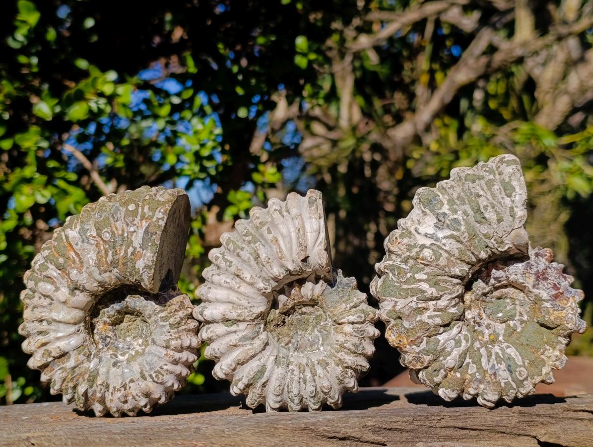 Natural Douvilleiceras Ammolite Ammonite Fossils x 3 From Maintirano, Madagascar - Toprock Gemstones and Minerals 