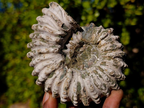 Natural Douvilleiceras Ammolite Ammonite Fossils x 3 From Maintirano, Madagascar - Toprock Gemstones and Minerals 