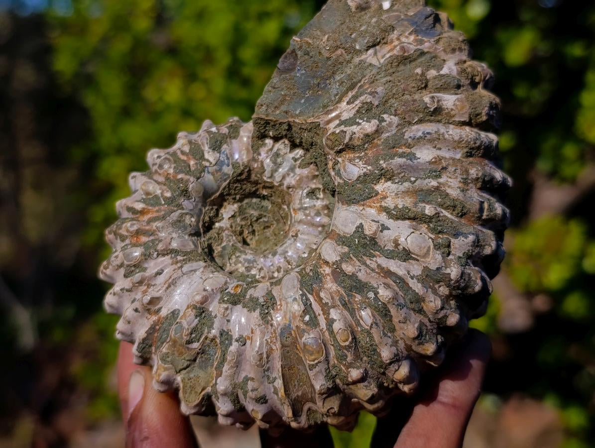 Natural Douvilleiceras Ammolite Ammonite Fossils x 3 From Maintirano, Madagascar - Toprock Gemstones and Minerals 