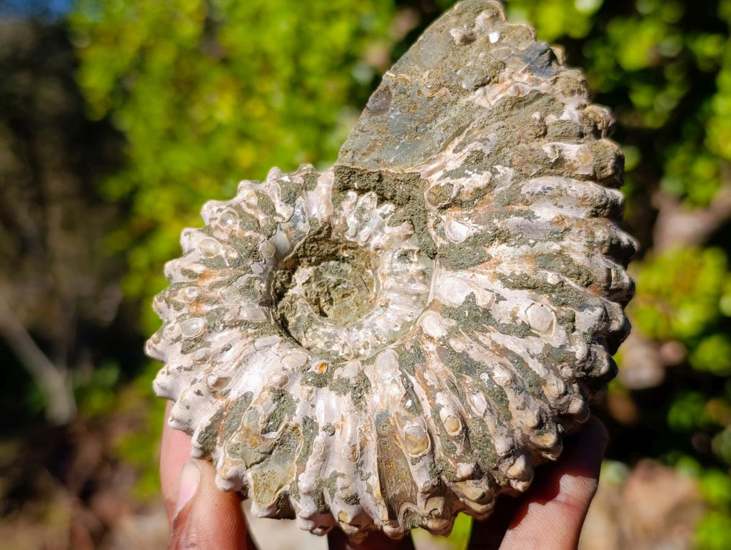 Natural Douvilleiceras Ammolite Ammonite Fossils x 3 From Maintirano, Madagascar - Toprock Gemstones and Minerals 