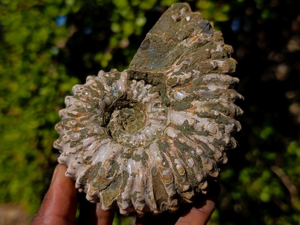 Natural Douvilleiceras Ammolite Ammonite Fossils x 3 From Maintirano, Madagascar - Toprock Gemstones and Minerals 