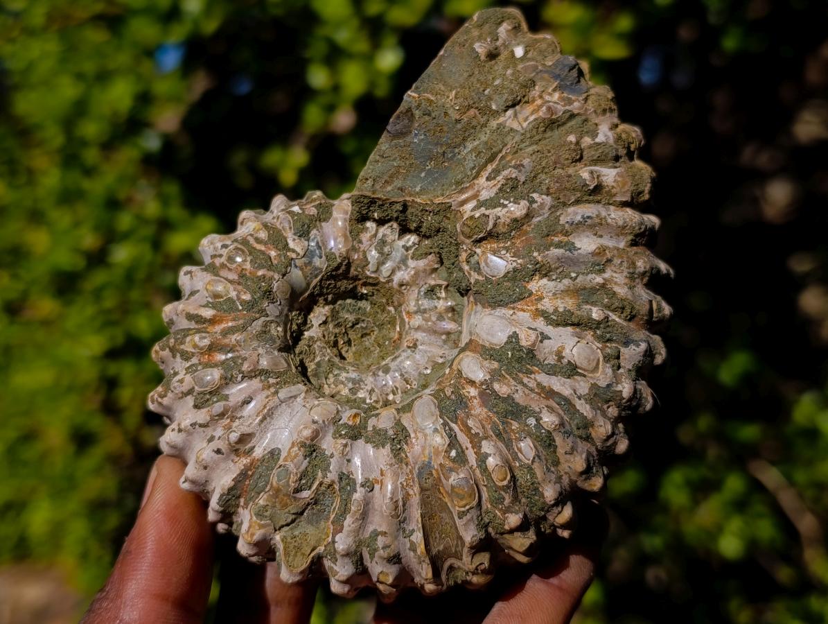 Natural Douvilleiceras Ammolite Ammonite Fossils x 3 From Maintirano, Madagascar - Toprock Gemstones and Minerals 