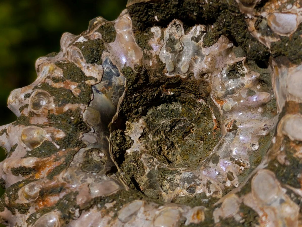 Natural Douvilleiceras Ammolite Ammonite Fossils x 3 From Maintirano, Madagascar - Toprock Gemstones and Minerals 