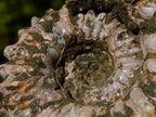 Natural Douvilleiceras Ammolite Ammonite Fossils x 3 From Maintirano, Madagascar - Toprock Gemstones and Minerals 