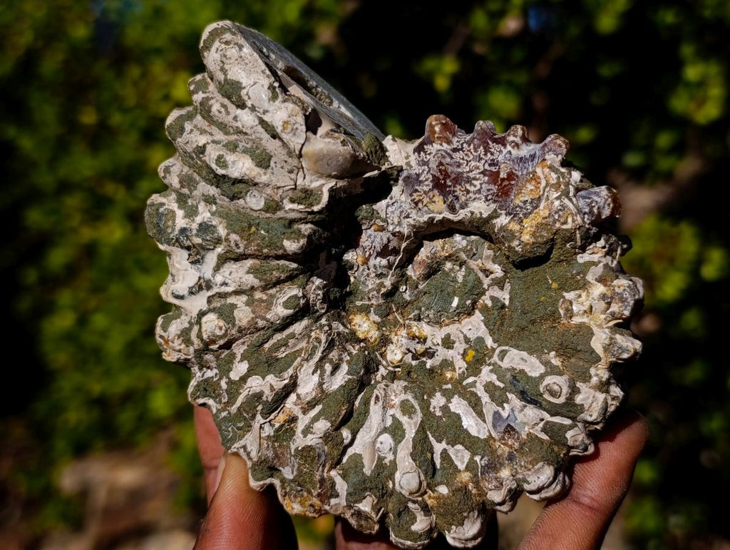 Natural Douvilleiceras Ammolite Ammonite Fossils x 3 From Maintirano, Madagascar - Toprock Gemstones and Minerals 