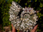 Natural Douvilleiceras Ammolite Ammonite Fossils x 3 From Maintirano, Madagascar - Toprock Gemstones and Minerals 