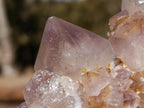 Natural Spirit Ametrine Clusters with Cactus Flower Formations x 4 From Boekenhouthoek, South Africa - Toprock Gemstones and Minerals 
