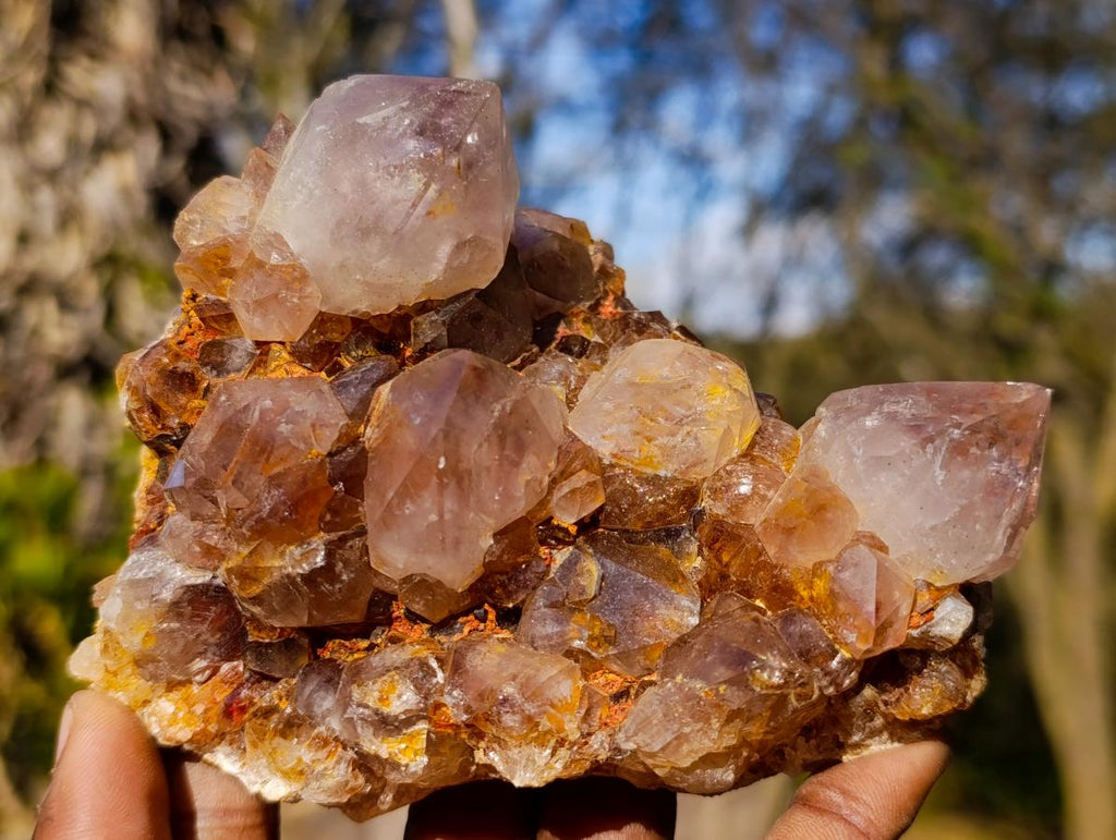 Natural Spirit Ametrine Clusters with Cactus Flower Formations x 4 From Boekenhouthoek, South Africa - Toprock Gemstones and Minerals 