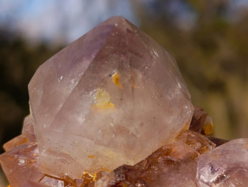 Natural Spirit Ametrine Clusters with Cactus Flower Formations x 4 From Boekenhouthoek, South Africa - Toprock Gemstones and Minerals 