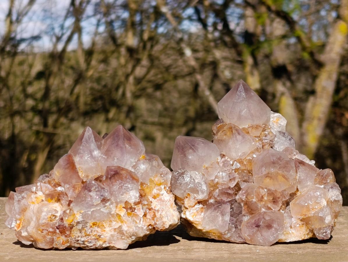 Natural Spirit Ametrine Clusters with Cactus Flower Formations x 4 From Boekenhouthoek, South Africa - Toprock Gemstones and Minerals 