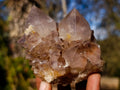 Natural Spirit Ametrine Clusters with Cactus Flower Formations x 4 From Boekenhouthoek, South Africa - Toprock Gemstones and Minerals 