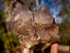 Natural Spirit Ametrine Clusters with Cactus Flower Formations x 4 From Boekenhouthoek, South Africa - Toprock Gemstones and Minerals 