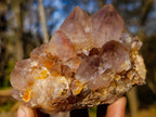 Natural Spirit Ametrine Clusters with Cactus Flower Formations x 4 From Boekenhouthoek, South Africa - Toprock Gemstones and Minerals 