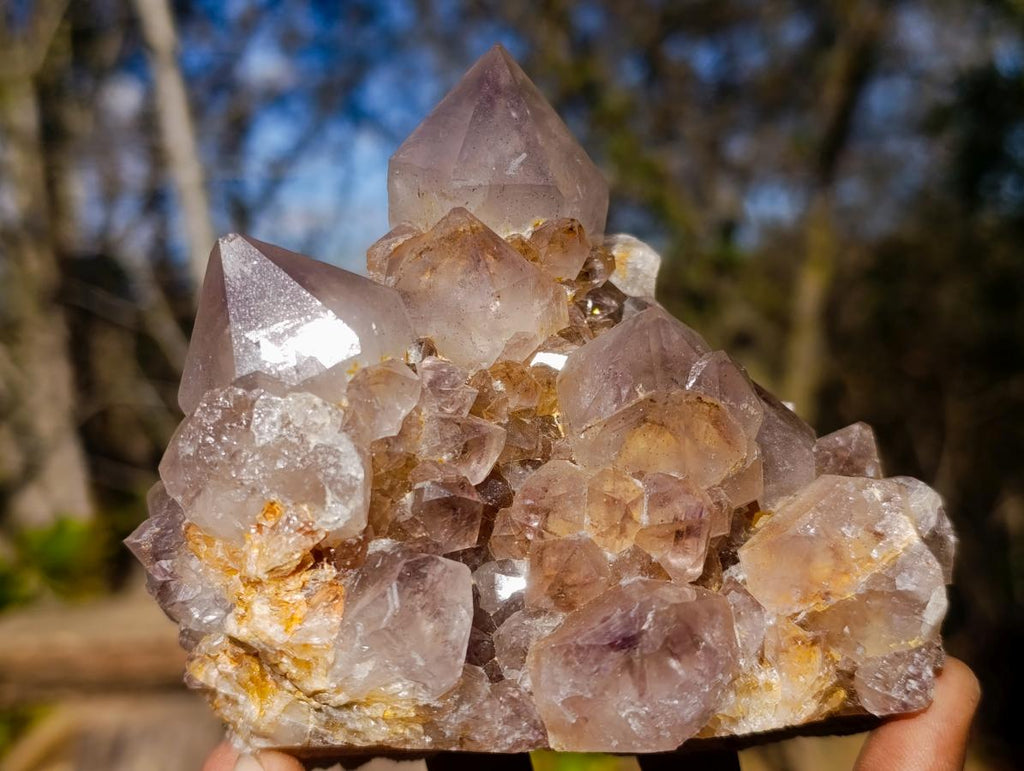 Natural Spirit Ametrine Clusters with Cactus Flower Formations x 4 From Boekenhouthoek, South Africa - Toprock Gemstones and Minerals 