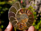 Polished Cleoniceras Ammonite Fossil Pairs x 12 pairs From Tulear, Madagascar - Toprock Gemstones and Minerals 
