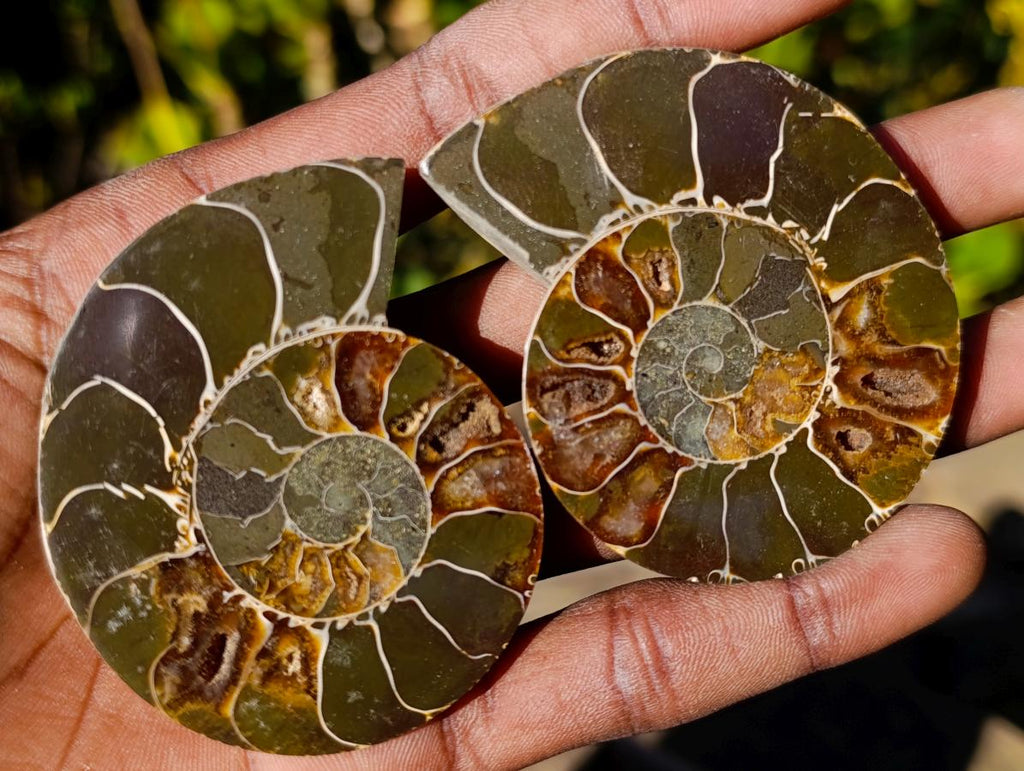 Polished Cleoniceras Ammonite Fossil Pairs x 12 pairs From Tulear, Madagascar - Toprock Gemstones and Minerals 