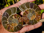 Polished Cleoniceras Ammonite Fossil Pairs x 12 pairs From Tulear, Madagascar - Toprock Gemstones and Minerals 