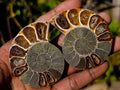 Polished Cleoniceras Ammonite Fossil Pairs x 12 pairs From Tulear, Madagascar - Toprock Gemstones and Minerals 