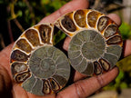 Polished Cleoniceras Ammonite Fossil Pairs x 12 pairs From Tulear, Madagascar - Toprock Gemstones and Minerals 
