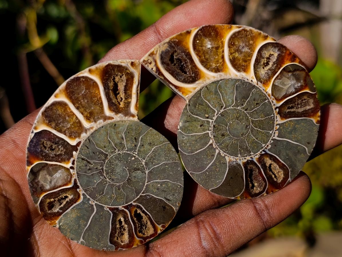 Polished Cleoniceras Ammonite Fossil Pairs x 12 pairs From Tulear, Madagascar - Toprock Gemstones and Minerals 