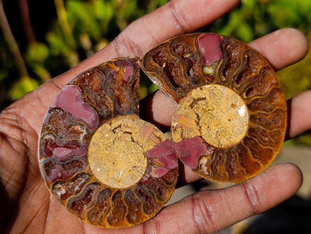Polished Cleoniceras Ammonite Fossil Pairs x 12 pairs From Tulear, Madagascar - Toprock Gemstones and Minerals 