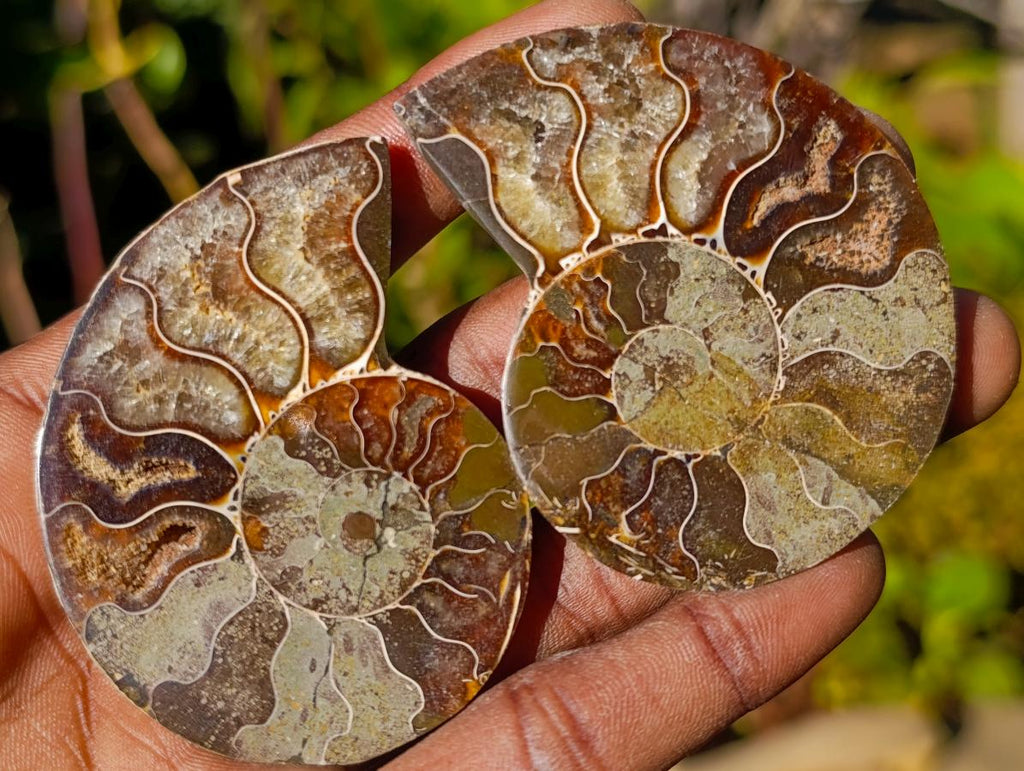 Polished Cleoniceras Ammonite Fossil Pairs x 12 pairs From Tulear, Madagascar - Toprock Gemstones and Minerals 