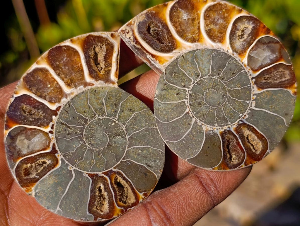Polished Cleoniceras Ammonite Fossil Pairs x 12 pairs From Tulear, Madagascar - Toprock Gemstones and Minerals 