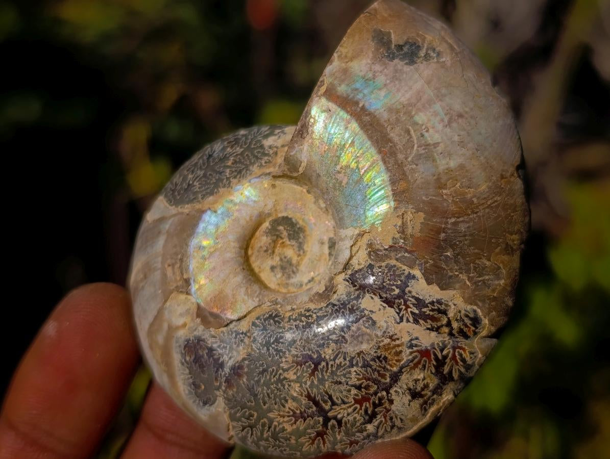 Polished Cleoniceras Ammonite Fossil Pairs x 12 pairs From Tulear, Madagascar - Toprock Gemstones and Minerals 