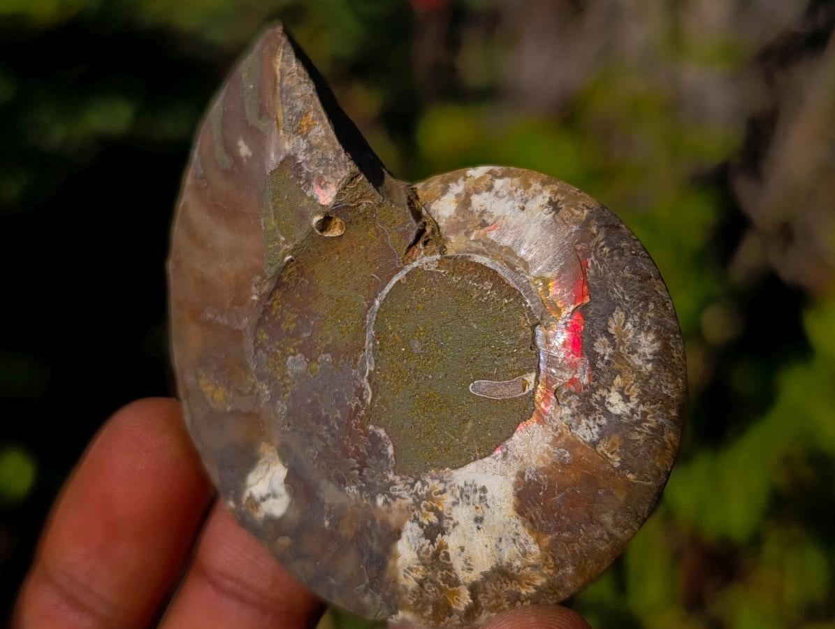 Polished Cleoniceras Ammonite Fossil Pairs x 12 pairs From Tulear, Madagascar - Toprock Gemstones and Minerals 