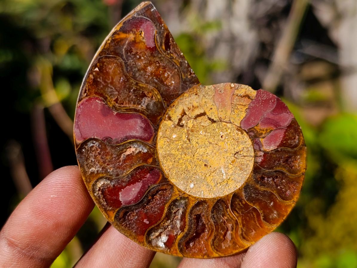 Polished Cleoniceras Ammonite Fossil Pairs x 12 pairs From Tulear, Madagascar - Toprock Gemstones and Minerals 
