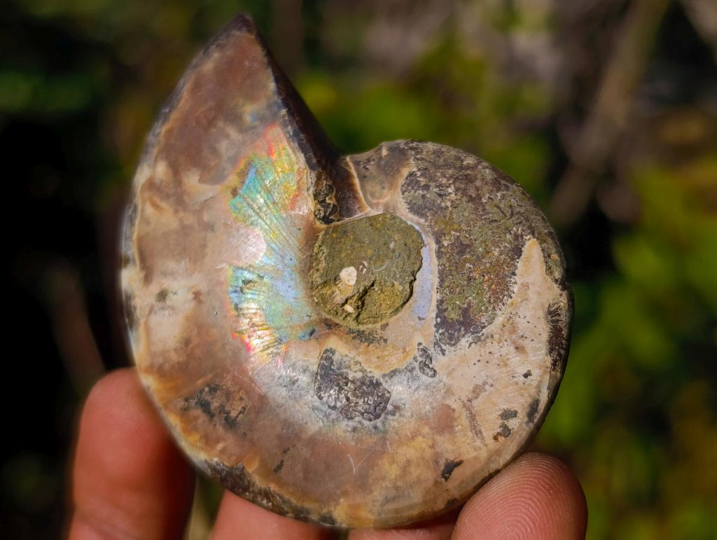 Polished Cleoniceras Ammonite Fossil Pairs x 12 pairs From Tulear, Madagascar - Toprock Gemstones and Minerals 